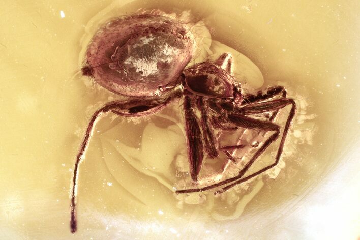 Detailed Fossil Spider (Araneae) In Baltic Amber #343338